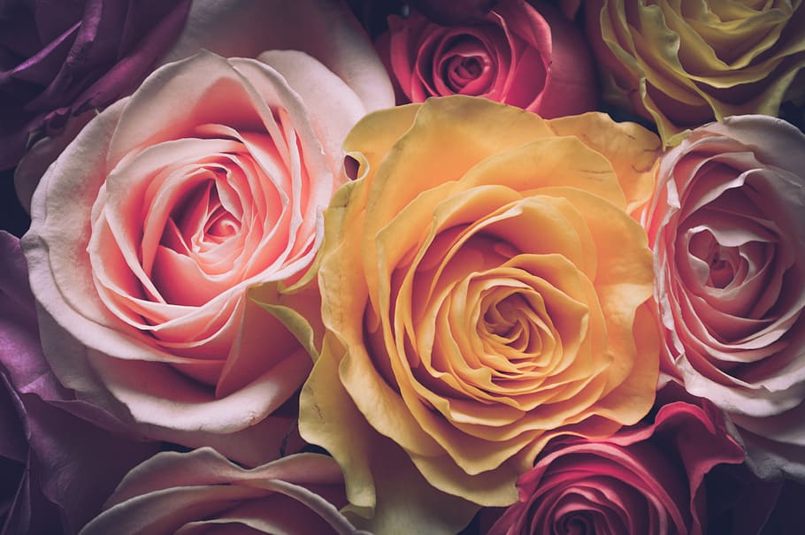 roses, bouquet, flowers, love, flora, petals, novel, st valentine's day