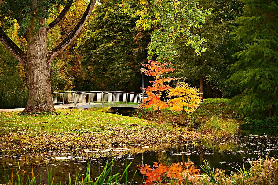 tree, pond, reflection, autumn color, grass, park, plant, water HD wallpaper