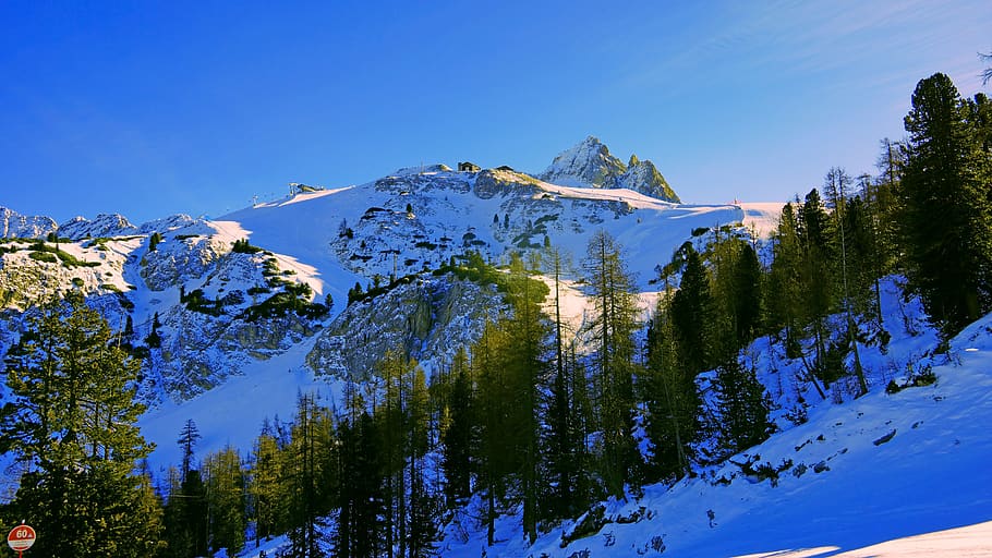 snow covered mountain surrounded with pine trees, plant, nature HD wallpaper