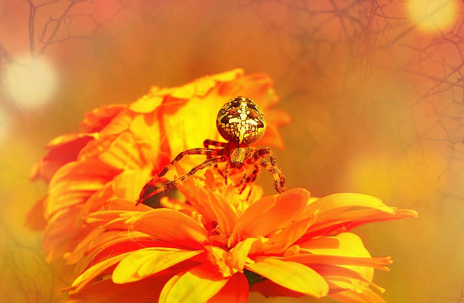 macro photography of spider on orange flowers, bug, insect, arachnid HD wallpaper
