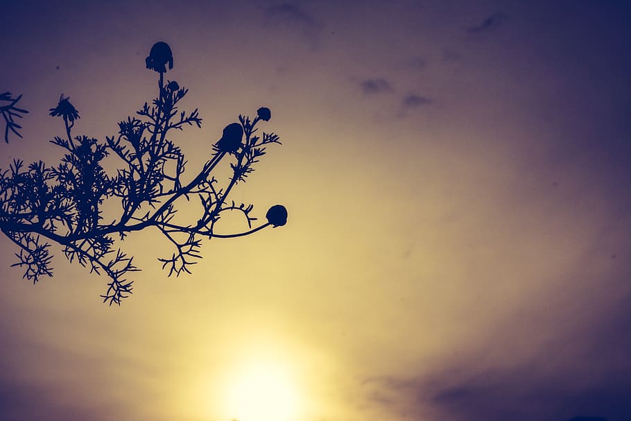 sunset, flowers, yellow, sky, beauty in nature, plant, tree HD wallpaper