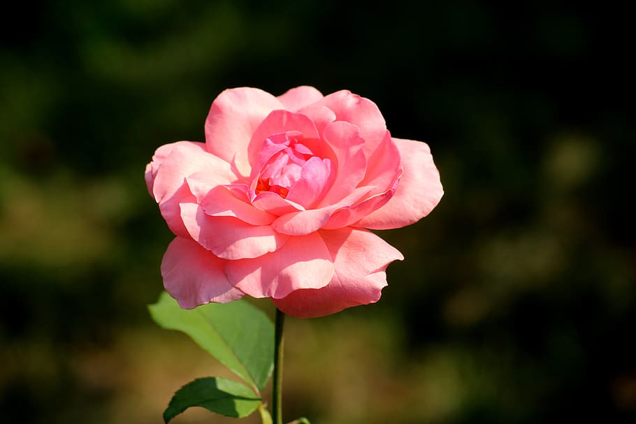 rose, flower, pink, romantic, summer, the petals, plant, nature HD wallpaper