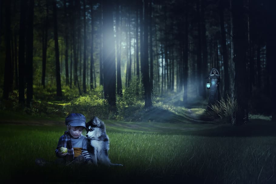 composing, forest, glade, mood, mysterious, fairytale, atmosphere HD wallpaper
