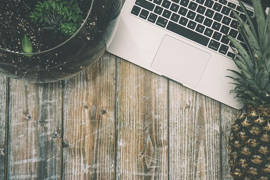 plant, wood, electronics, computer, computer keyboard, computer hardware HD wallpaper