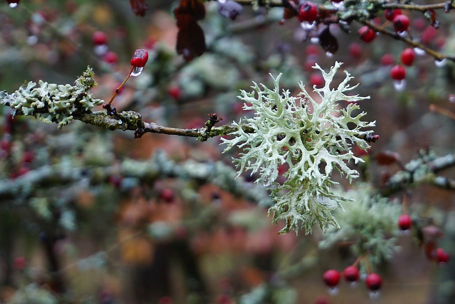 lichen, brush braid, cladonia arbuscula, plant, growth, beauty in nature HD wallpaper