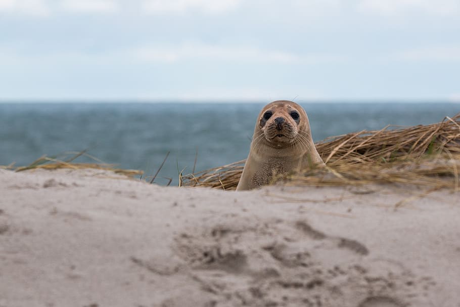 robbe, grey seal, helgoland, dune, sand, beach, nature, animal HD wallpaper