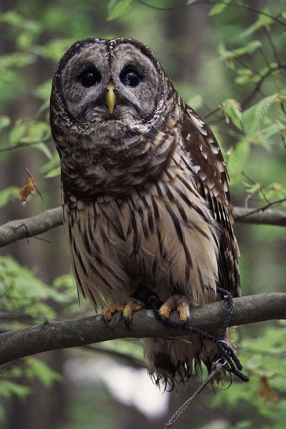 brown owl perched on tree, bird, animal, wildlife, bird of prey