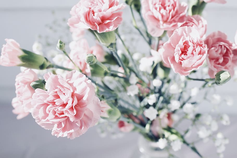 background, wallpaper, close up, details, blush, pink, petals HD wallpaper