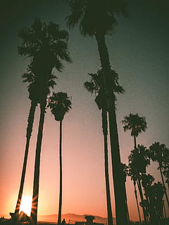 Sunset, Dusk, Dawn, Sunrise, California, Morning, Night, Trees HD wallpaper