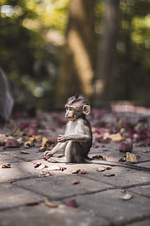 selective focus photography of brow monkey sitting on brick pavement HD wallpaper