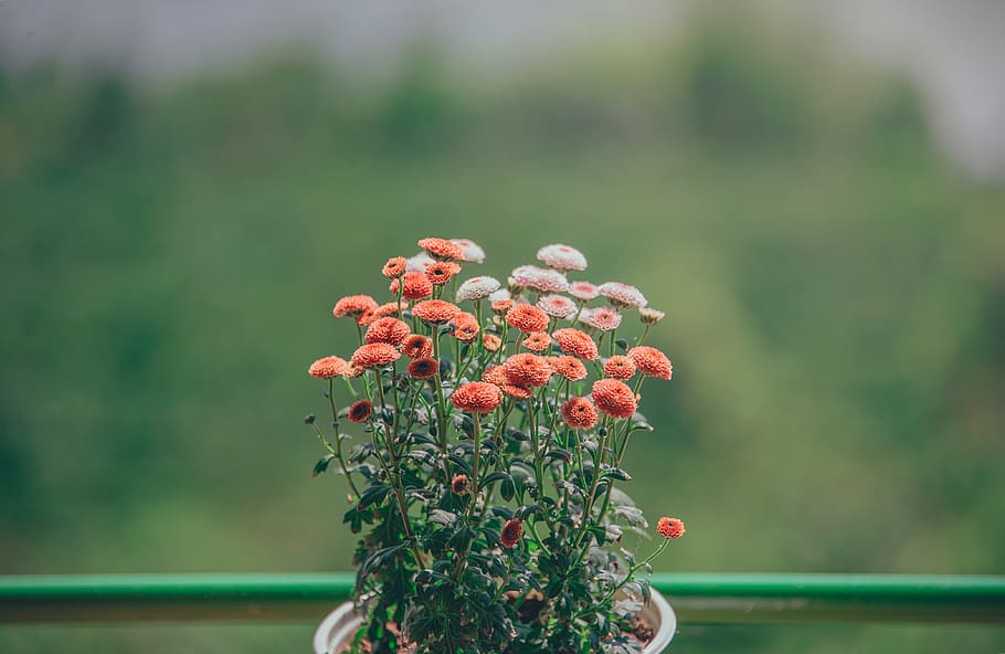 Selective Focus Photography of Orange Petaled Flowers, beautiful HD wallpaper