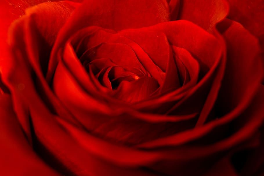 red rose flower, flowering plant, beauty in nature, rose - flower HD wallpaper