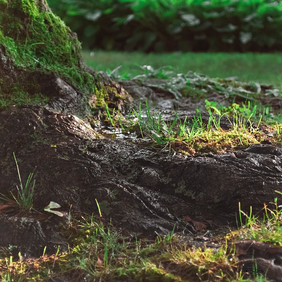 macro, root, tree, moss, grass, plant, land, nature, growth HD wallpaper