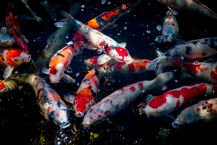 assorted-color fishes, group of animals, koi carp, water, swimming HD wallpaper