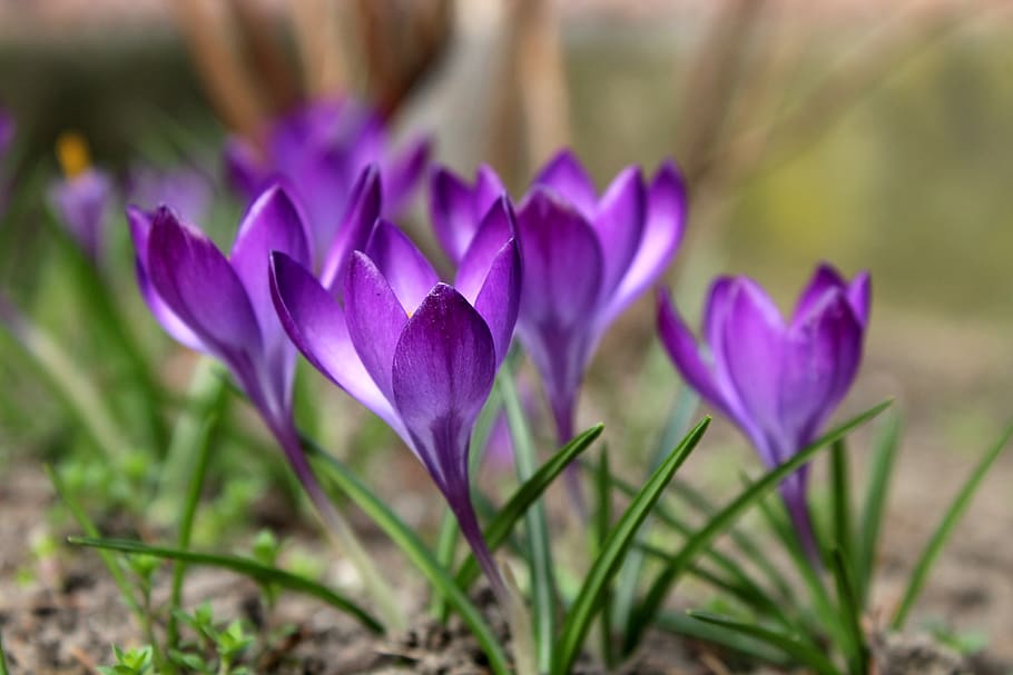 crocus, saffron, violet, krokus, spring, flowers, plants, nature HD wallpaper