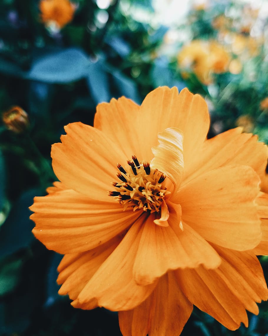 nature, flower, yellow, bloom, plant, samsung, flowering plant HD wallpaper