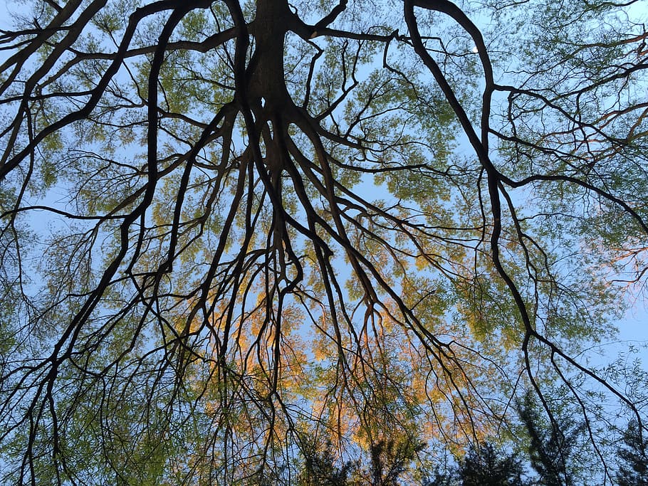 trees, branches, sky, leaves, forest, plant, low angle view HD wallpaper