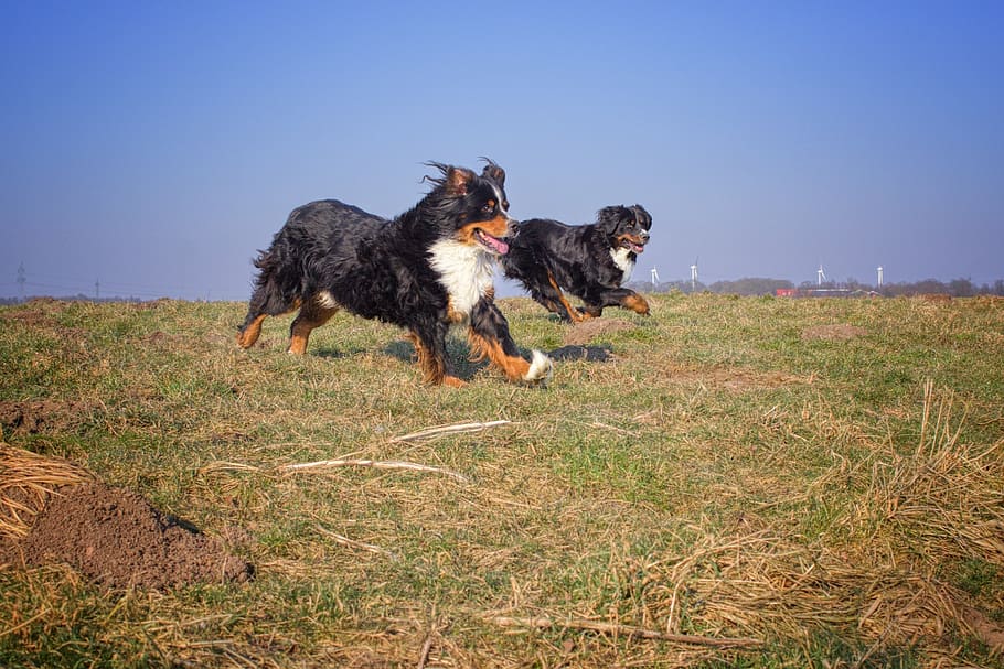 dog, grass, animal, mammal, nature, field, meadow, sky, pet, HD wallpaper