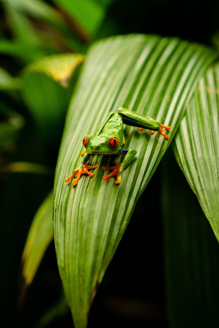green frog on green leaf, animal themes, green color, animal wildlife HD wallpaper