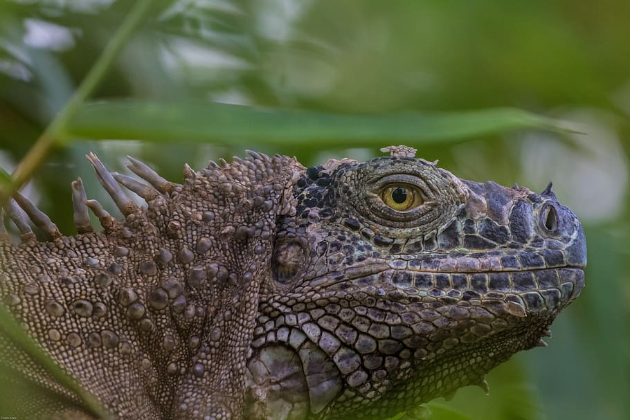 iguana, reptile, lizard, scale, dragon, head, animal world HD wallpaper