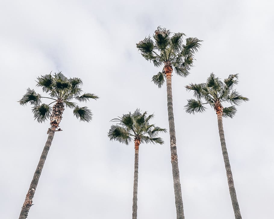 HD wallpaper: four fan palm trees under white sky, arecaceae, plant ...