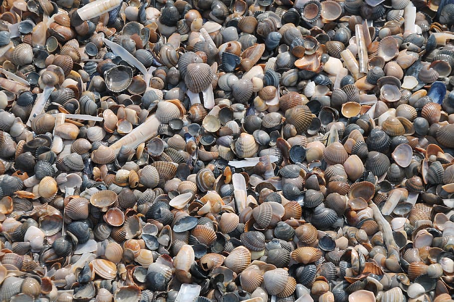mussels, beach, vacations, summer, sea, north sea, coast, full frame HD wallpaper