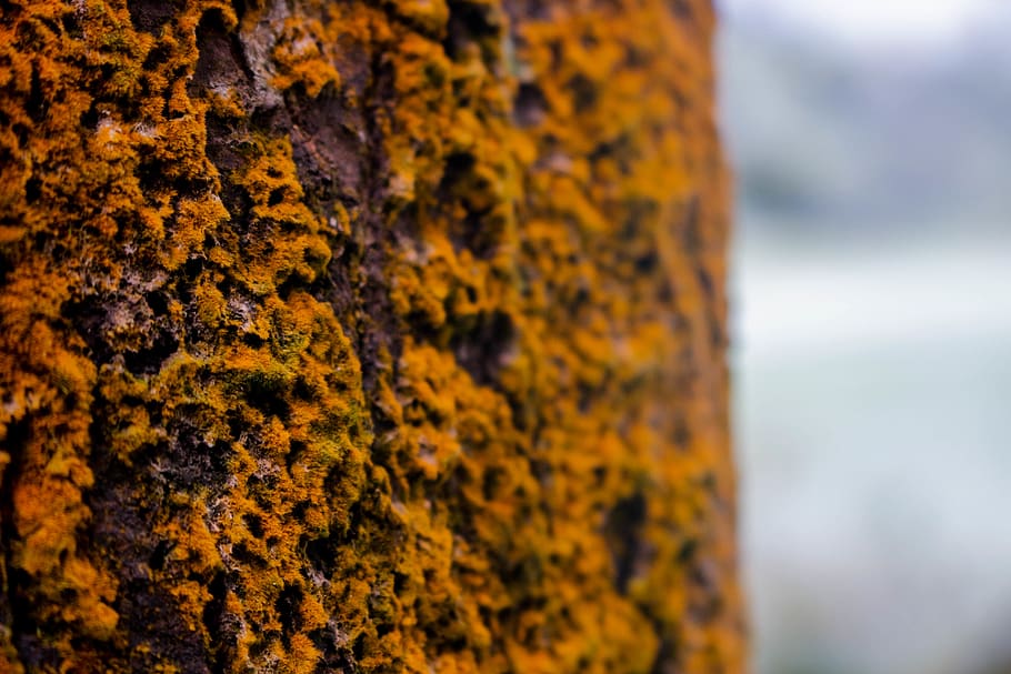 close-up, focus on foreground, tree trunk, no people, lichen HD wallpaper