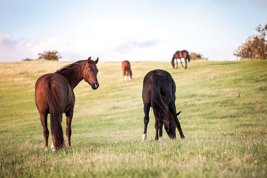 four horses on grass field, animal, nature, mammal, outdoors HD wallpaper