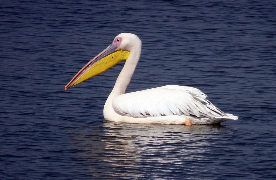 bird, great white pelican, pelecanus onocrotalus, eastern white pelican