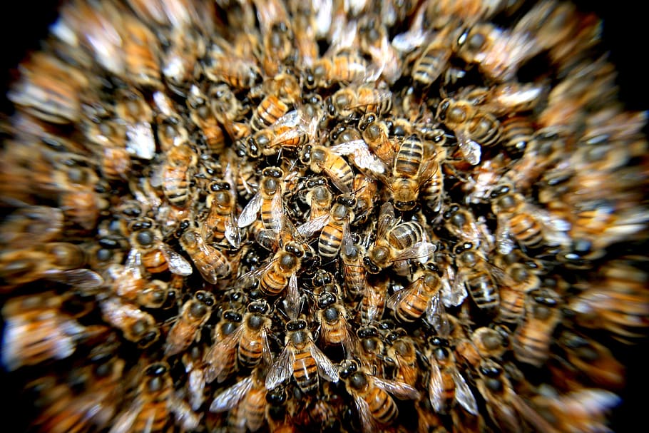 Swarm of Honey Bees, blur, insects, macro, animals in the wild HD wallpaper