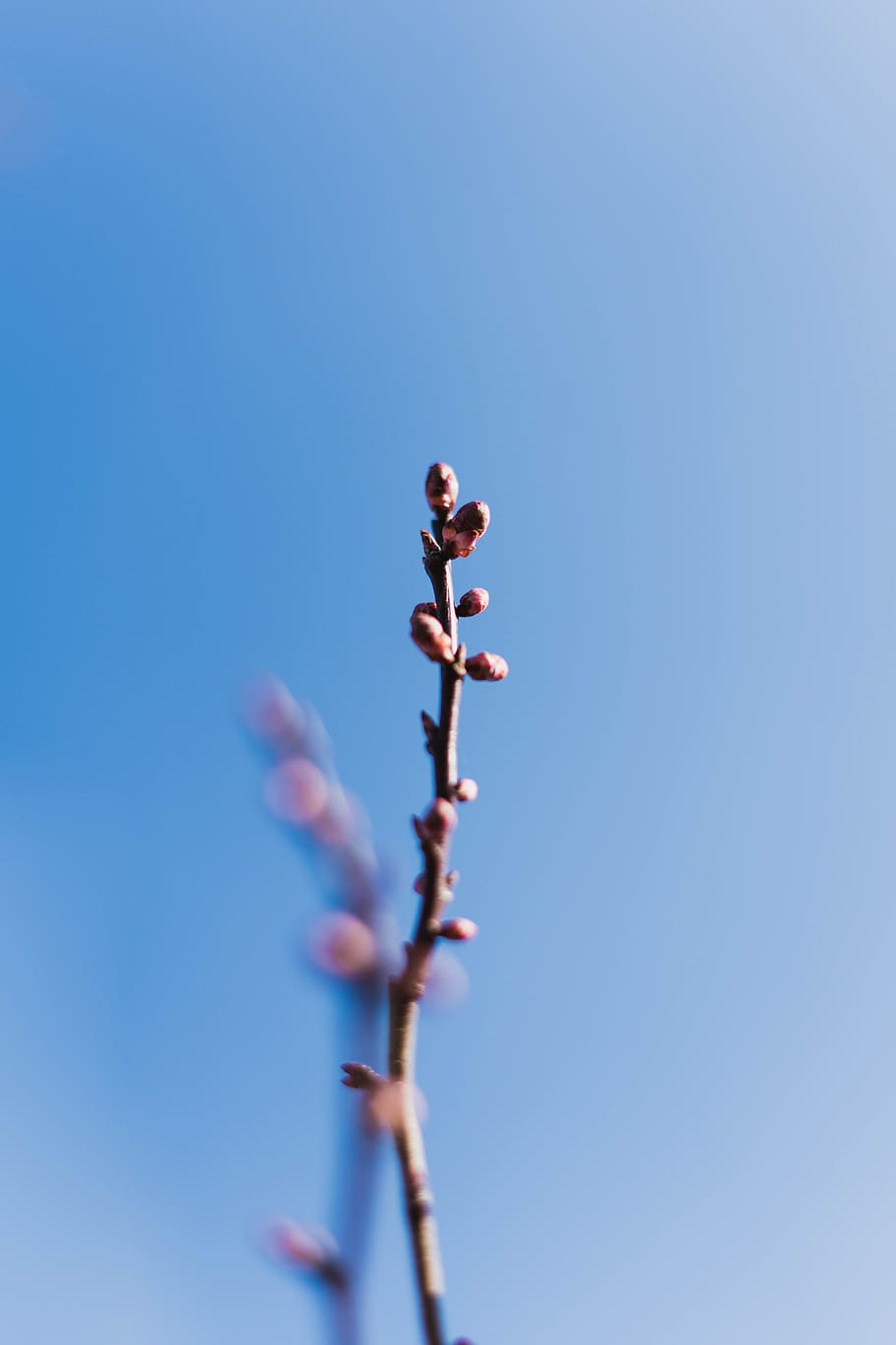 Paling Keren 16+ Wallpaper Bunga Sakura Biru - Koleksi ...