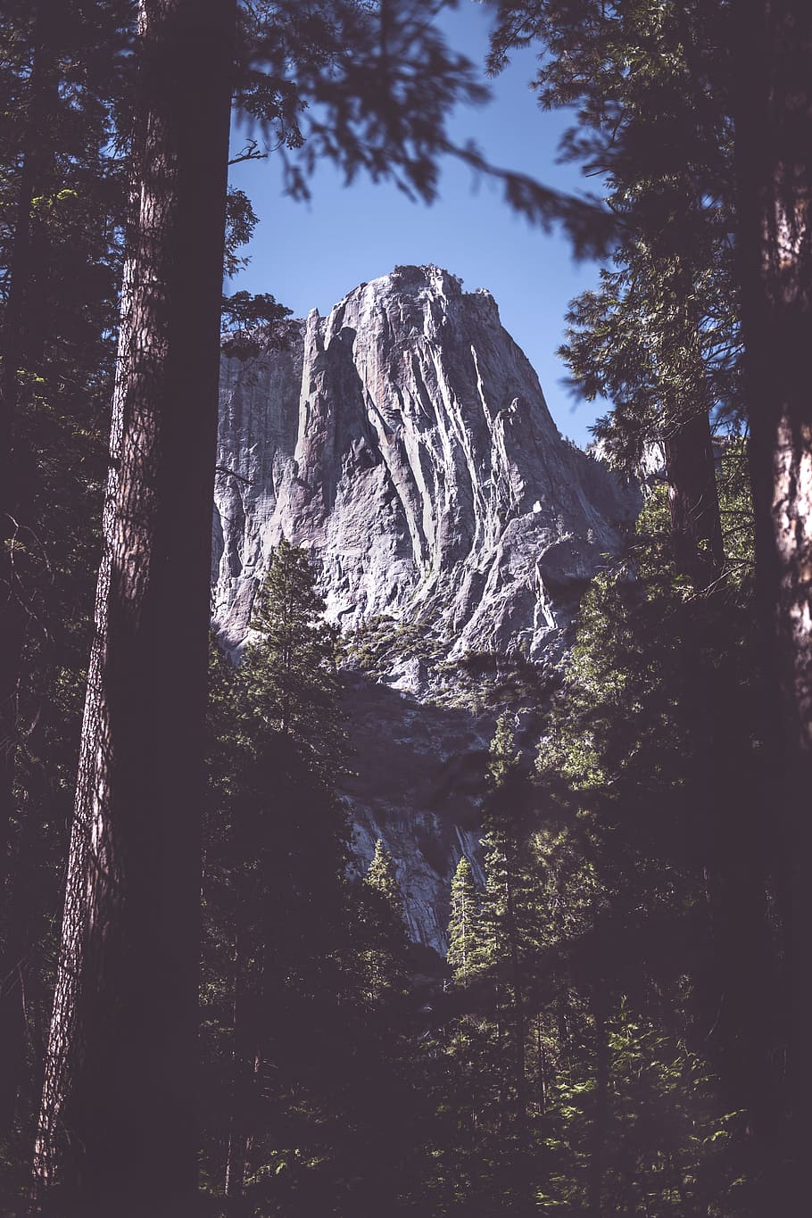 Yosemite National Park, mountain, forest, tree, sunlight, shadow HD wallpaper