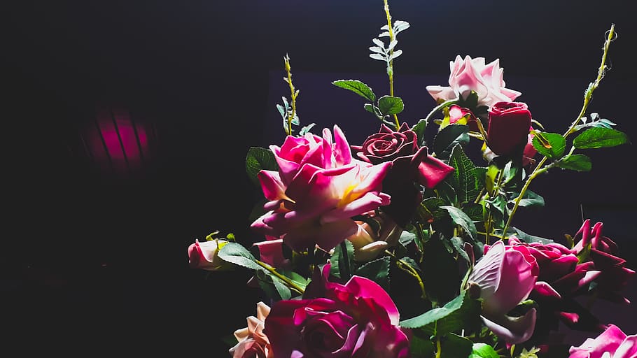 flowers, pink, night, color, colorful, plant, ornament, green HD wallpaper