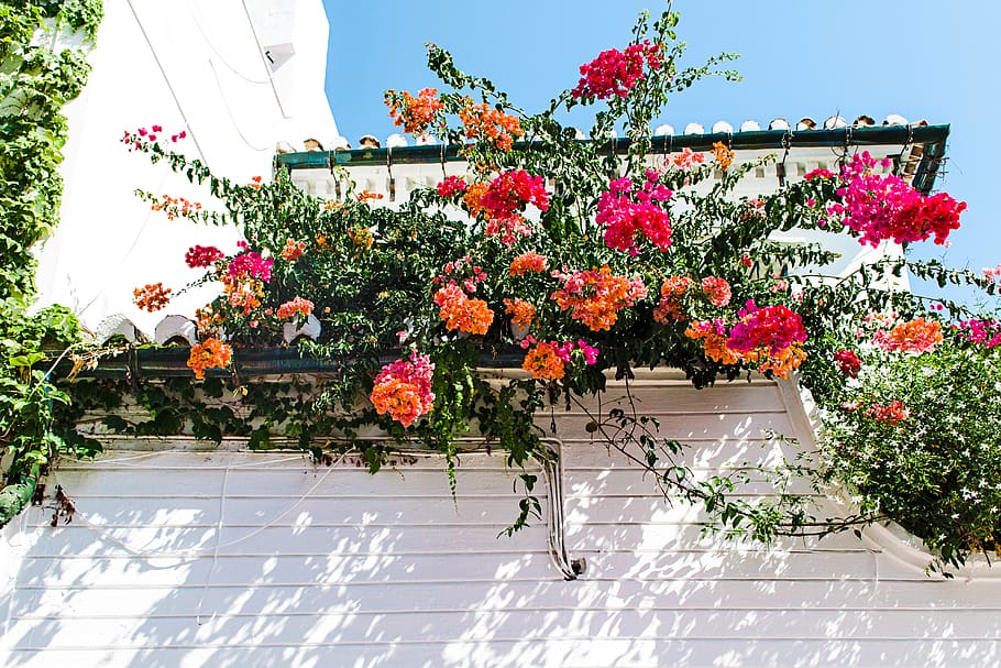 Red and Orange Petal Flowers, architecture, beautiful, blooming HD wallpaper