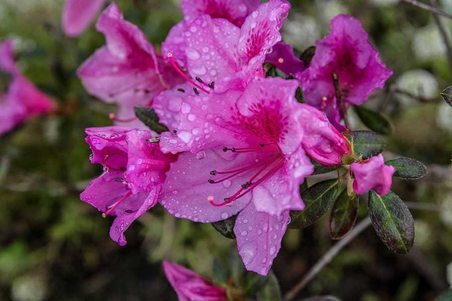 flower, dew, drops, nature, beauty in nature, flowering plant HD wallpaper
