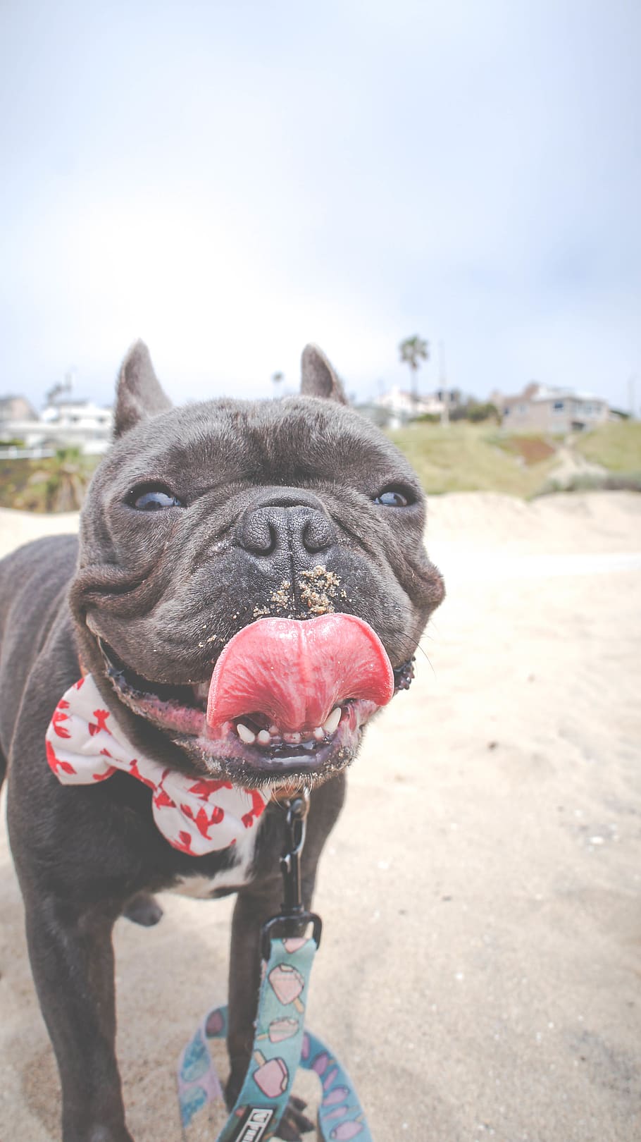 black dog, french bulldog, mammal, canine, pet, animal, playa del rey HD wallpaper