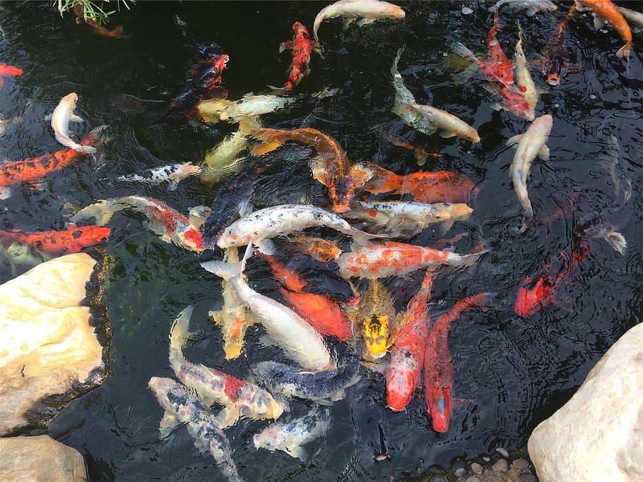 fish, pond, water, carp, group of animals, koi carp, large group of animals HD wallpaper