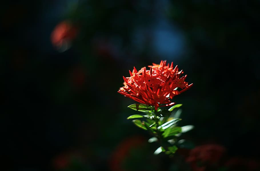 Closeup Photo of Ixora Flower, beautiful, bloom, blooming, blossom HD wallpaper