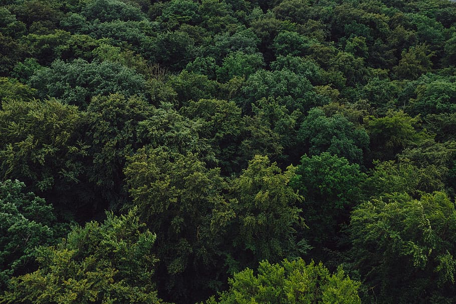 Green woods from above, aerial, background, beautiful, beauty HD wallpaper