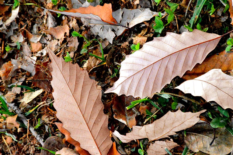 leaves, dry leaves, leaf, plant part, autumn, change, nature HD wallpaper