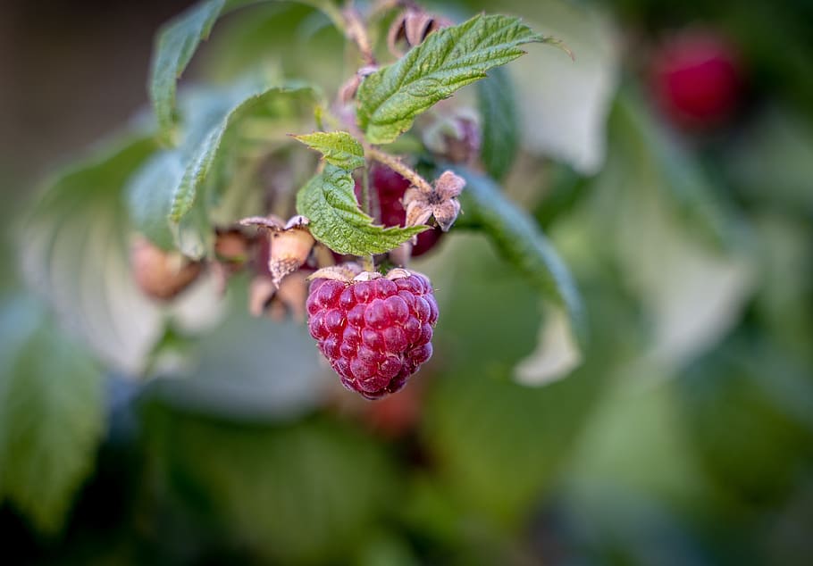 raspberries, fruit, red, ripe, garden, himbeerstrauch, delicious HD wallpaper