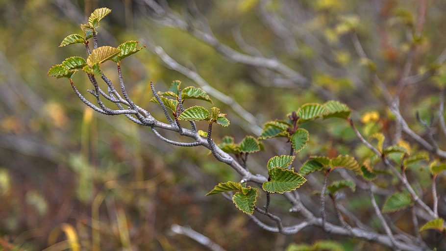 leaf, tree, tundra, plant, growth, nature, focus on foreground HD wallpaper