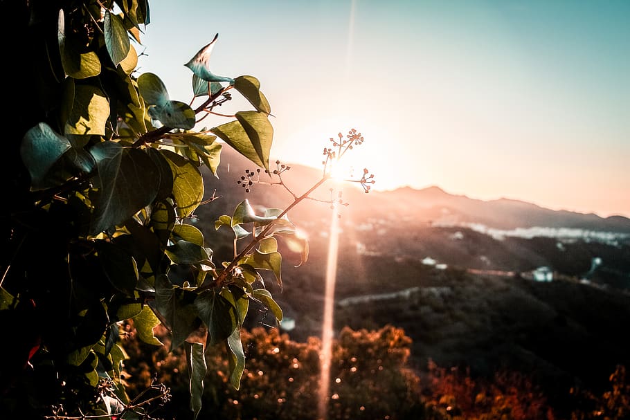 green-leafed plant, flare, light, sunlight, animal, bird, person HD wallpaper