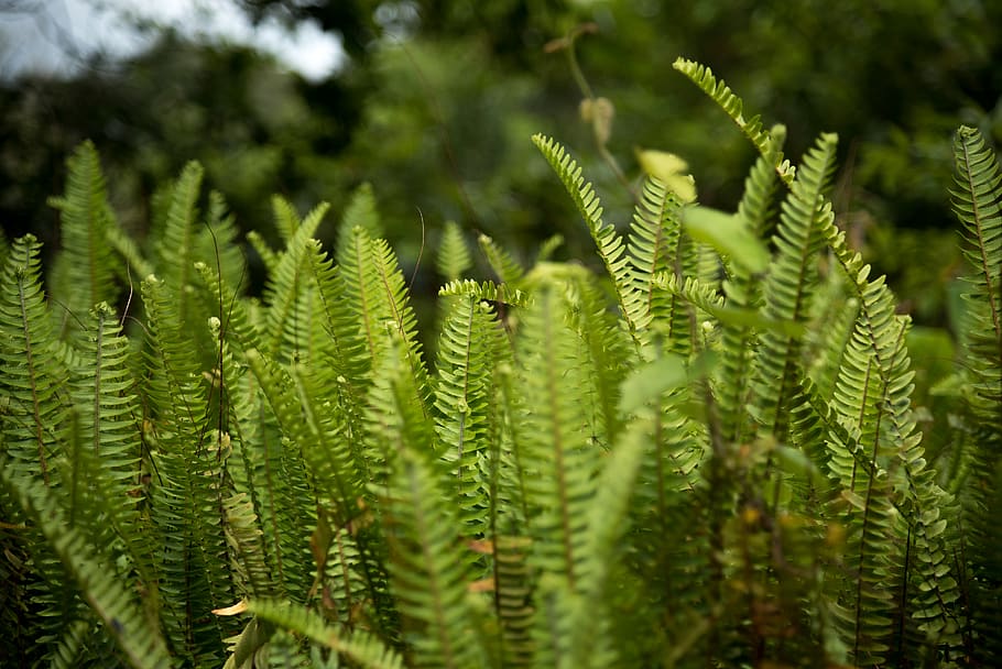 green ferns, plant, green color, growth, close-up, no people HD wallpaper