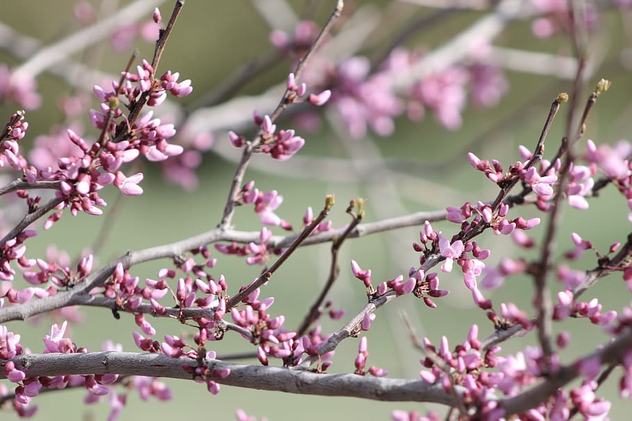 redbud, blooms, spring, branches, bokeh, blur, tree, pink, blooming HD wallpaper