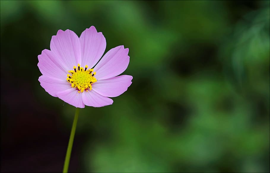 Selective Focus Photography of Pink Petaled Flower, bloom, blooming HD wallpaper
