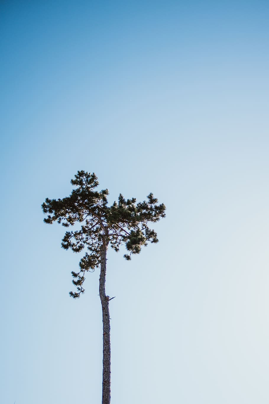 tree, blue sky, summer, silhouette, copy space, nature, sunlight HD wallpaper