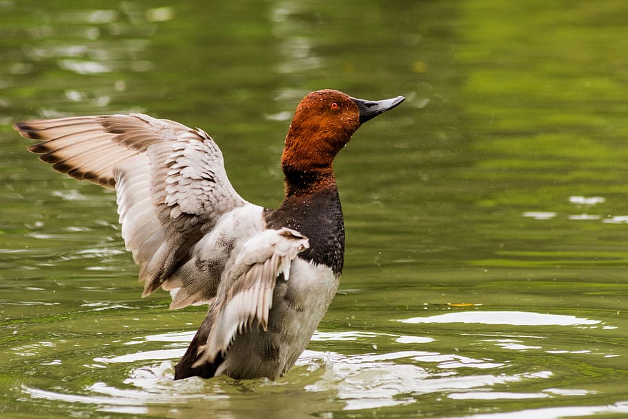 bird, landscape, spring, natural, nature, duck, water, outdoors HD wallpaper