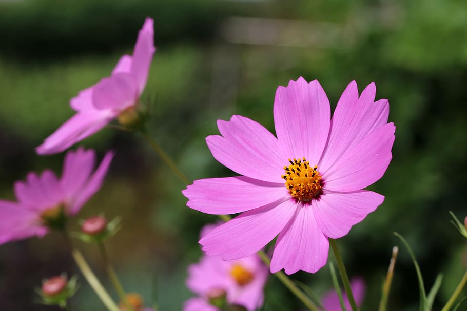 autumn, cosmos, flowers, nature, plants, tabitha, pink, beautiful HD wallpaper