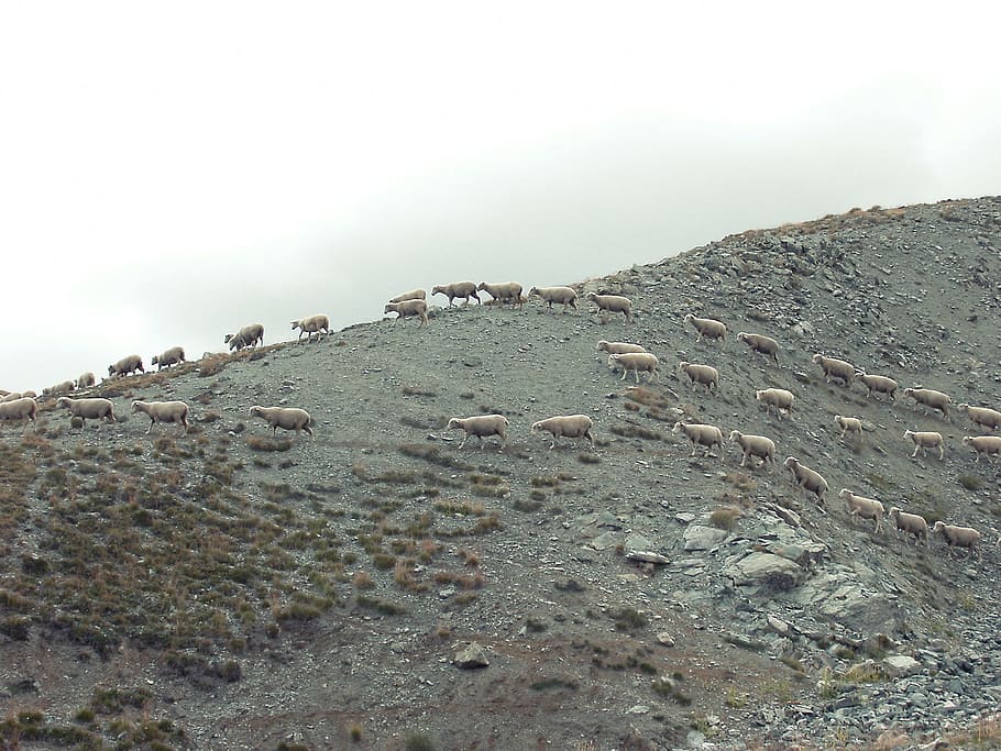 sheep, line, animals, rocks, landscape, sky, nature, no people HD wallpaper